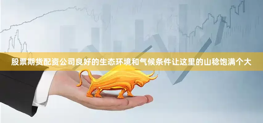 股票期货配资公司良好的生态环境和气候条件让这里的山稔饱满个大